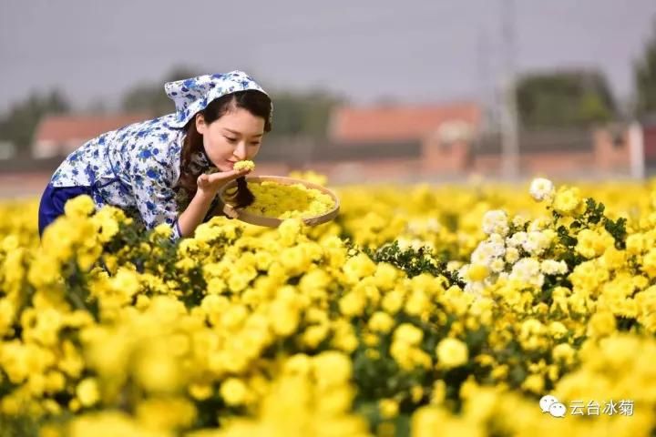 云臺(tái)冰菊基地發(fā)生了什么？一批批領(lǐng)導(dǎo)專家團(tuán)隊(duì)前來！