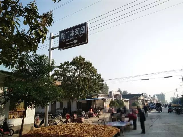 如何找到云臺(tái)冰菊？怎樣找到云臺(tái)冰菊？
